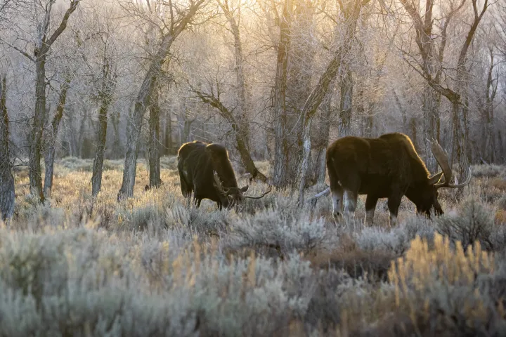 antlered bull moose in the gros ventre riverbottom in the early morning glow of sunrise in Grand Teton National Park