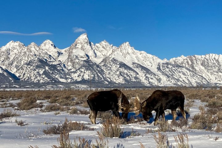 a herd of cattle standing on top of a snow covered mountain