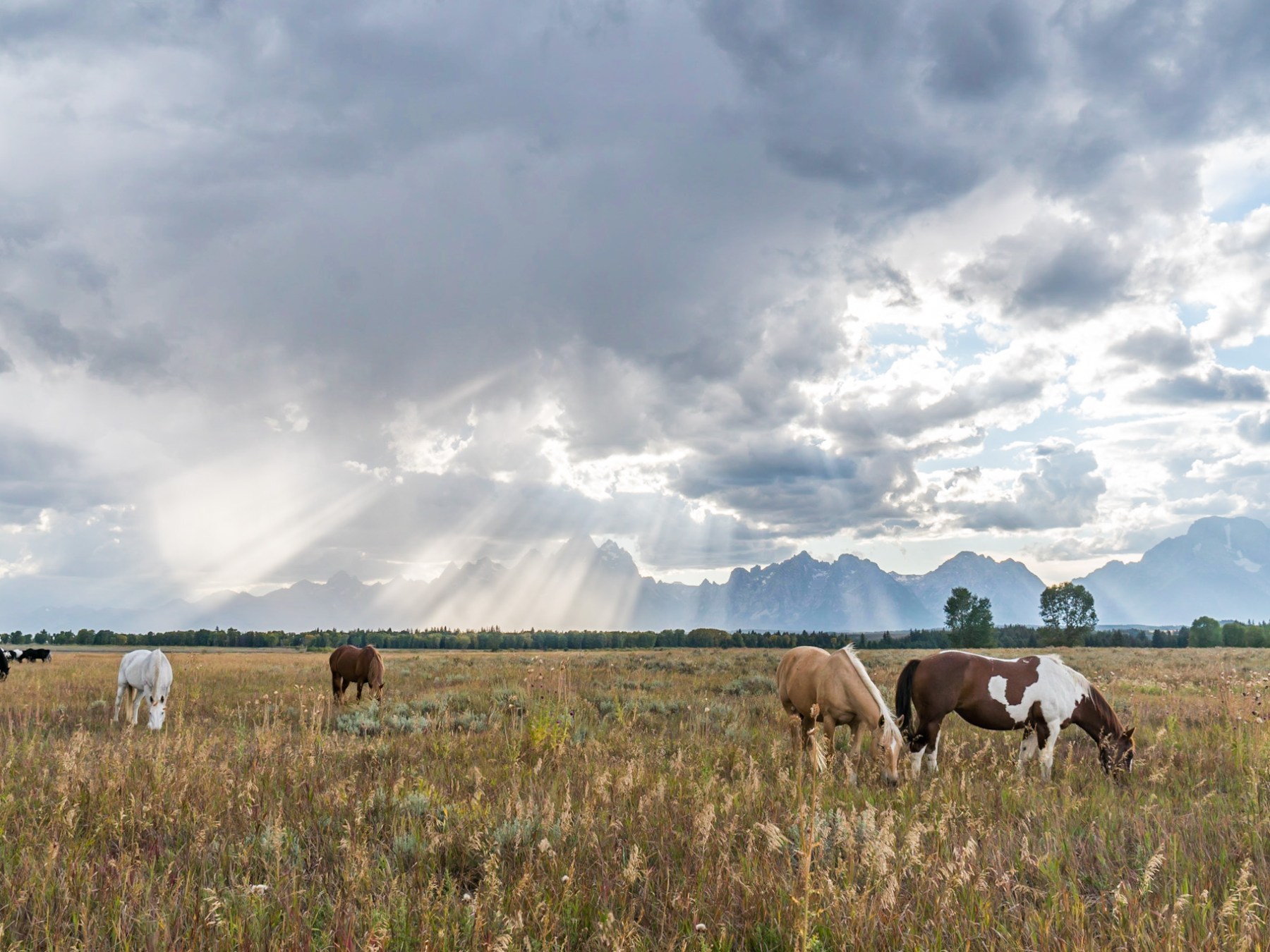 a herd of cattle standing on top of a lush green field