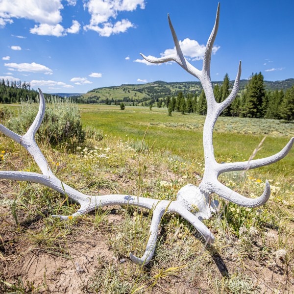 Bull elk skull in Yellowstone National Park