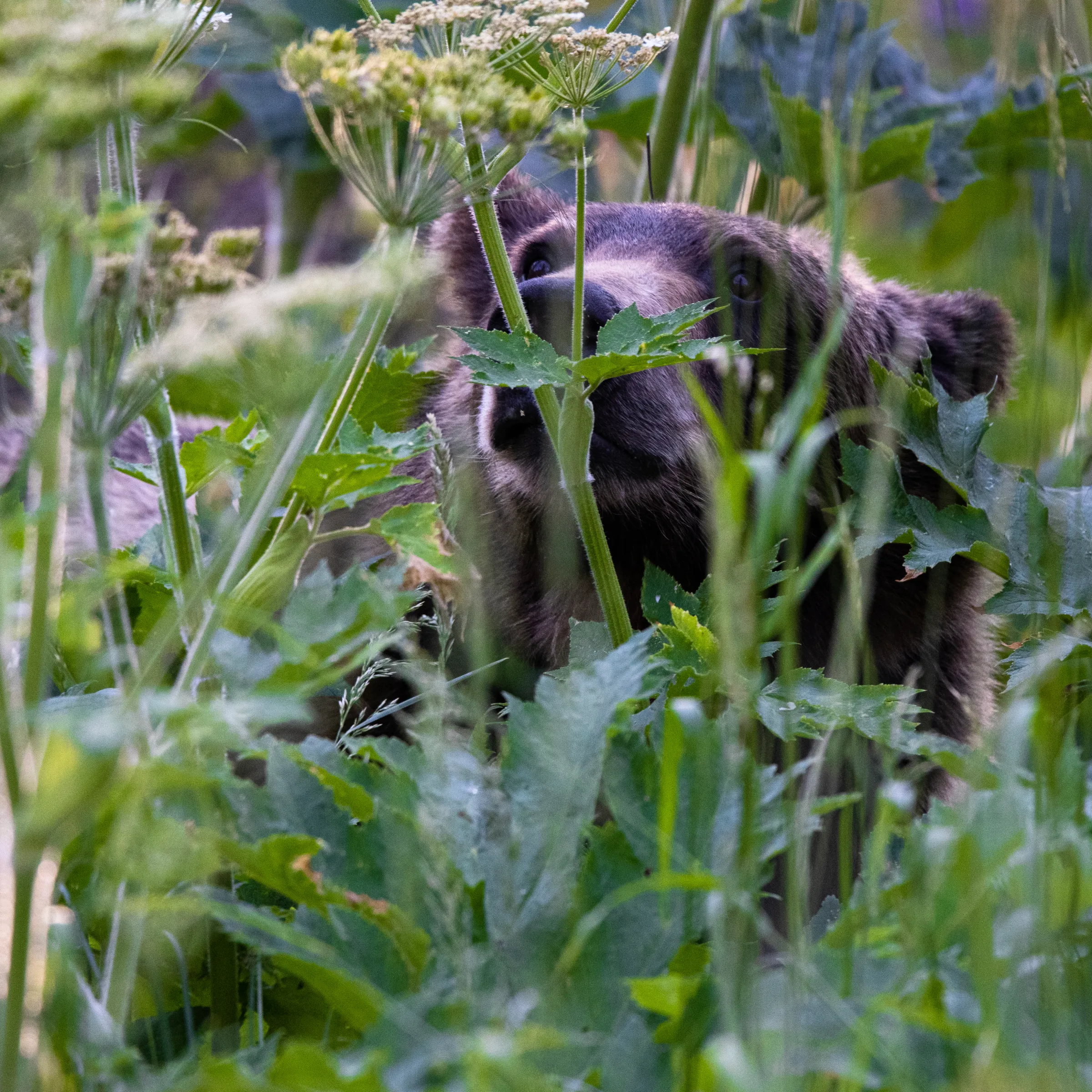 Bear amongst the cow parsnip wildflowers in Grand Teton National Park