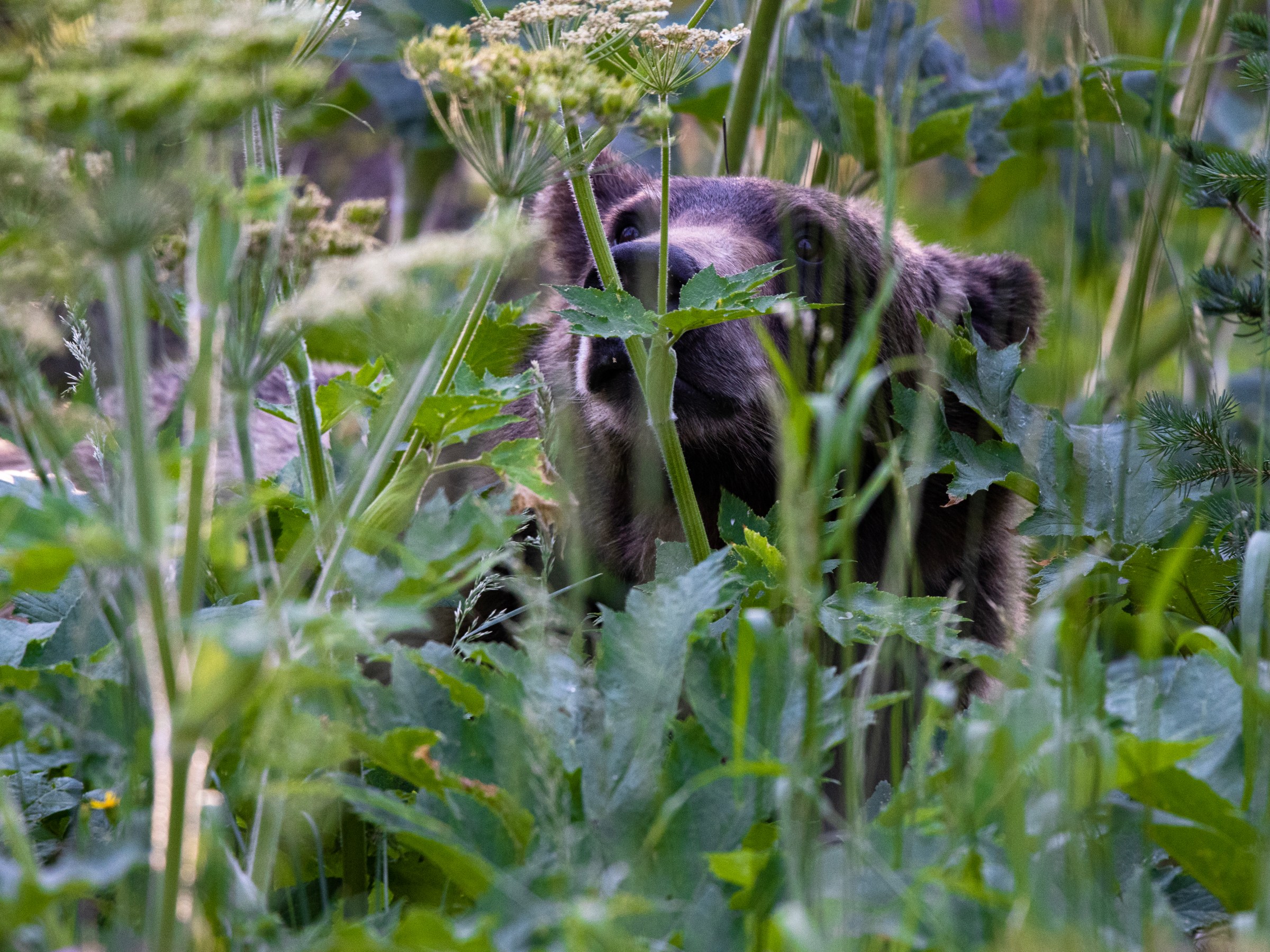 Bear amongst the cow parsnip wildflowers in Grand Teton National Park
