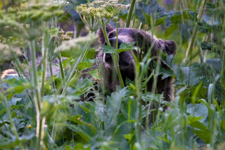Bear amongst the cow parsnip wildflowers in Grand Teton National Park