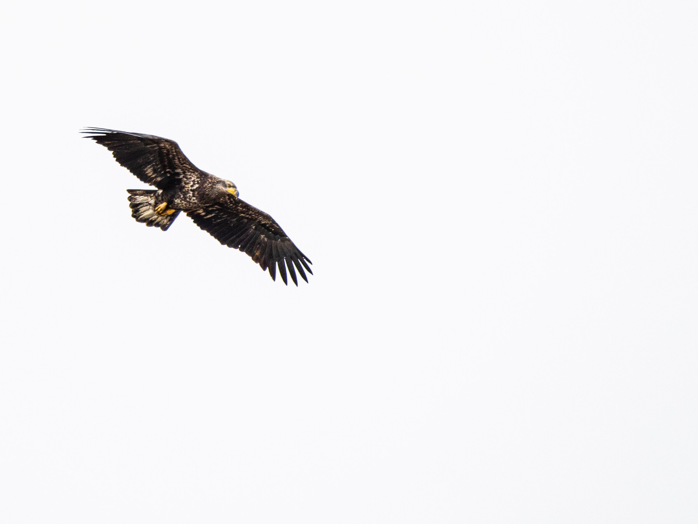 a bird flying in the sky