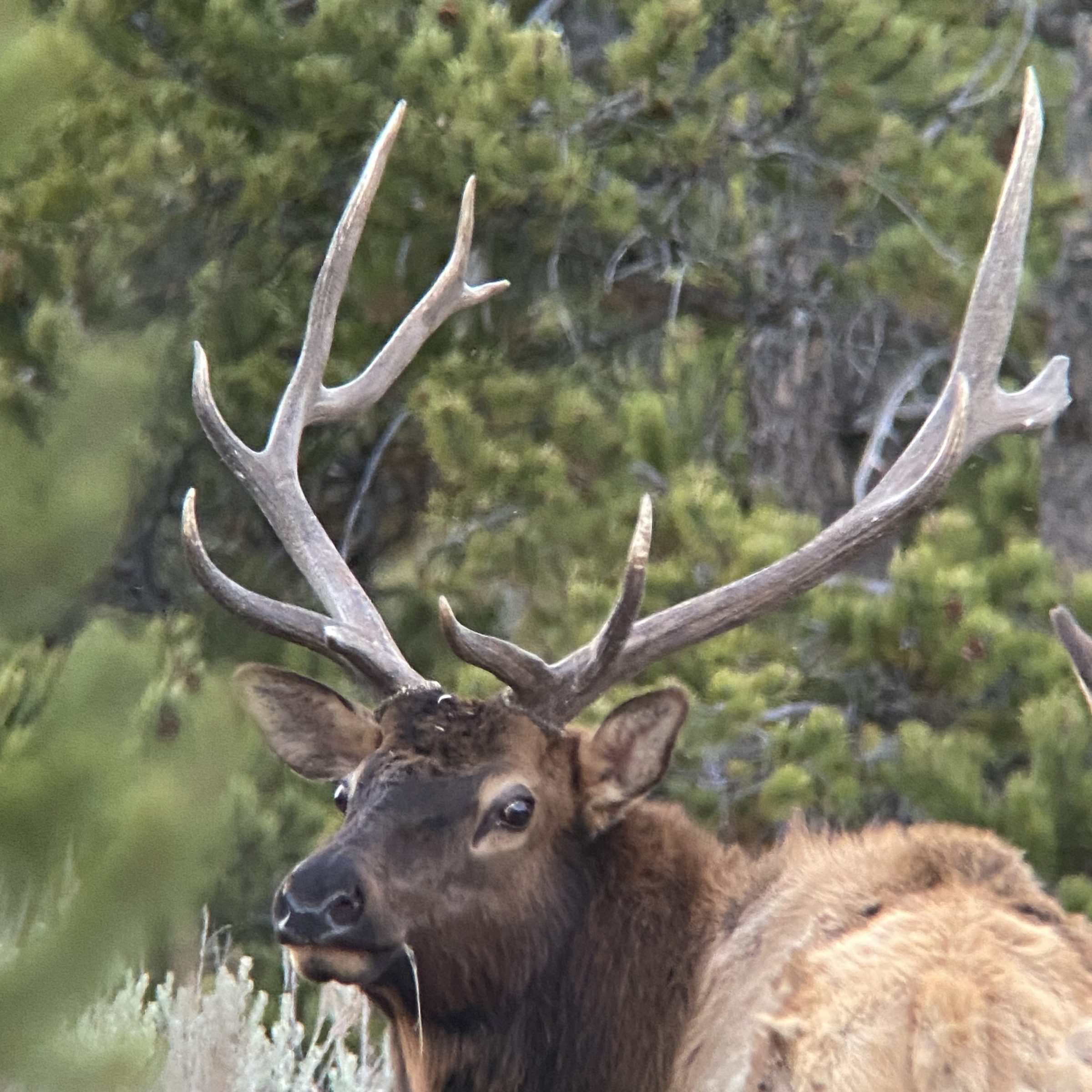 a deer standing next to a forest
