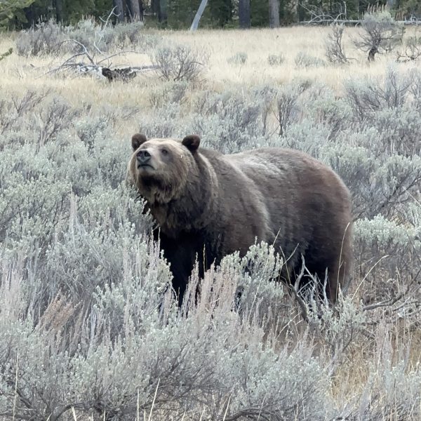 Grizzly bear 610, daughter to the late famous grizzly 399 testing the wind with her nose in the sagebrush