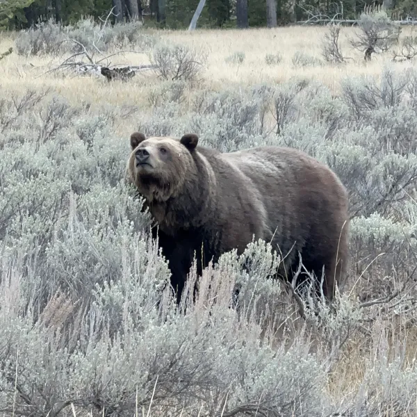 a brown bear standing on top of a grass covered field
