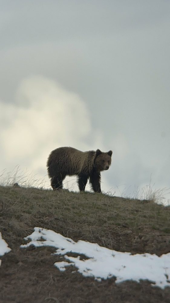 a brown bear walking in the snow