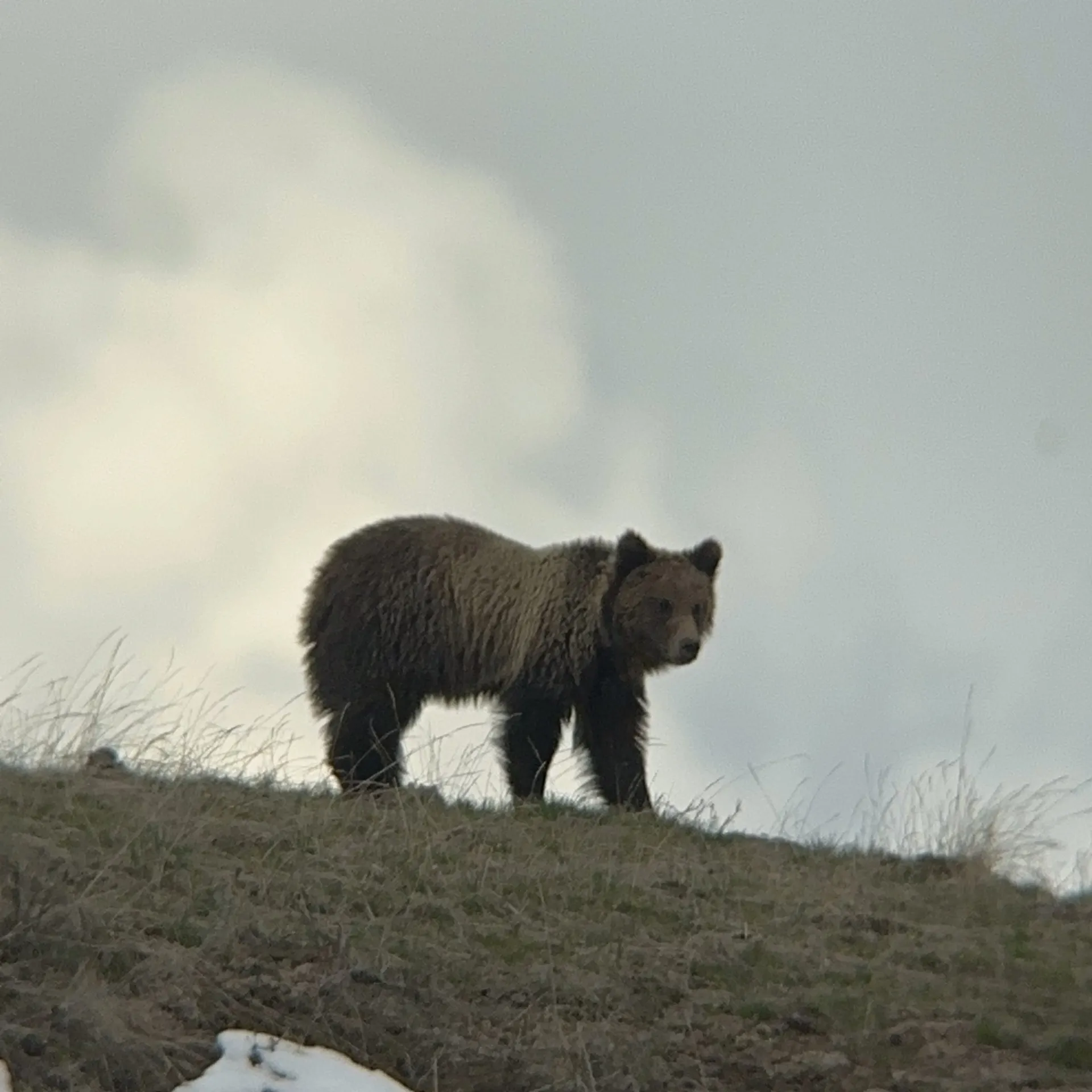 a brown bear walking in the snow