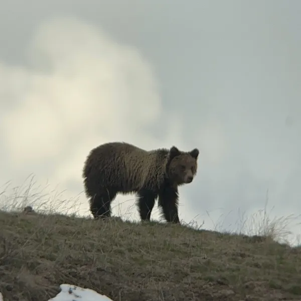 a brown bear walking in the snow