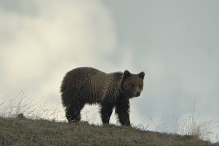 a brown bear walking in the snow