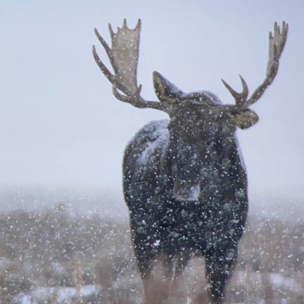 A bull moose stands resolute in the midst of a blizzard