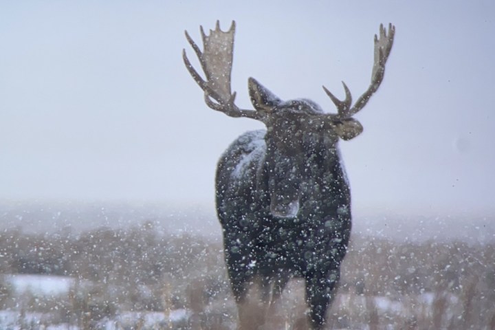 A bull moose stands resolute in the midst of a blizzard
