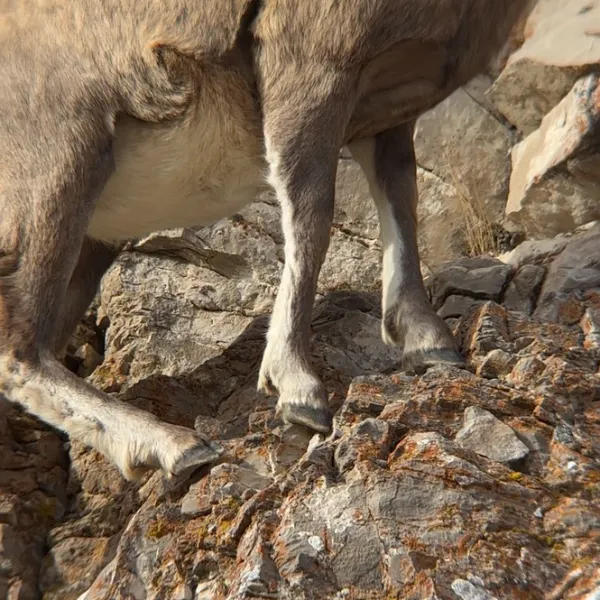 Close-up of a goat standing on rocky terrain, showing its legs and part of its body.