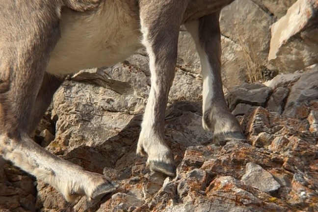 Close-up of a goat standing on rocky terrain, showing its legs and part of its body.