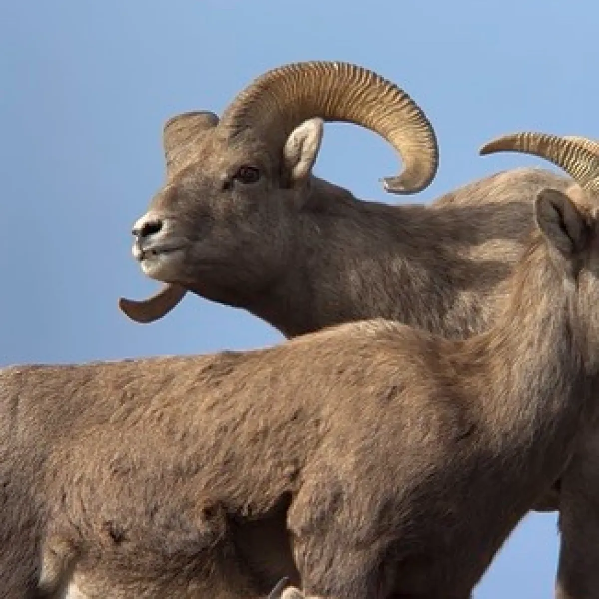 Bighorn Sheep in the rut on their clifftop haunts