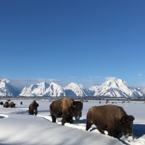 Bison moving single file through deep snow in for the Tetons