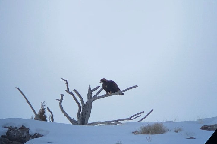 Eagle perched on a leafless tree branch in a snowy landscape.