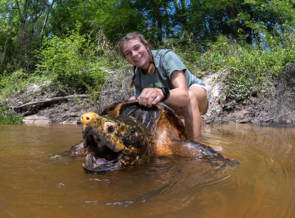Guide, Kate Schmid holding a alligator snapping large turtle in a shallow creek with trees in the background.